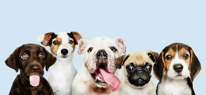 Başiskele Vetpool Veteriner Kliniği Web Sitesi Yayında